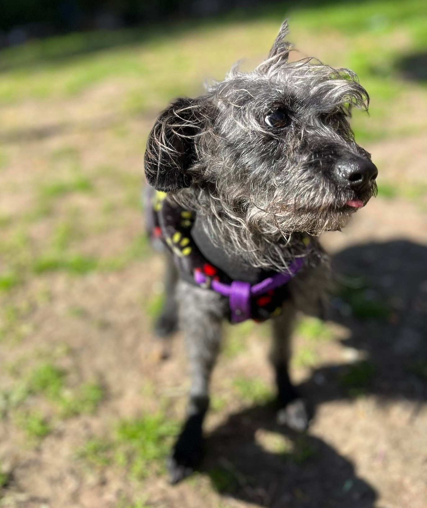 Perros rescatados por Adopteros